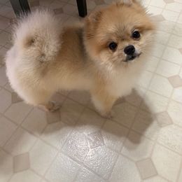 Riley - Pomeranian
