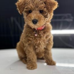 Peach - Apricot female Goldendoodle puppy in Gainesville, Florida from Pet Inn Xxweetdoodles