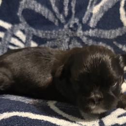 Stu - Brindle male Shih Tzu puppy in Sharon, Pennsylvania from Keystone Danes and Shih tzus