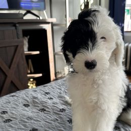 Boy Louis - Black and white Sheepadoodle puppy in Chicago, Illinois from Chicago Sheepadoodles