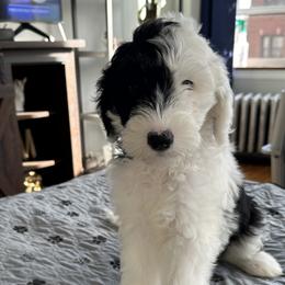 Boy Louis - Black and white Sheepadoodle puppy in Chicago, Illinois from Chicago Sheepadoodles