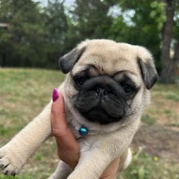 Blue - Fawn male Pug puppy in Ellsworth, Kansas from Rachael Kruse
