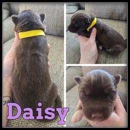 Daisy - Red and white female Siberian Husky puppy in Wheeler, Michigan from Haase Family Kennels