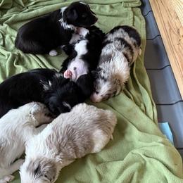 Border Collie Puppies from Murphys Farm