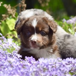 Miniature American Shepherds from Cedar Moon