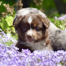 Miniature American Shepherds from Cedar Moon