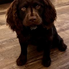 Boykin Spaniel All Grown Up from Dixie Darlin Boykins