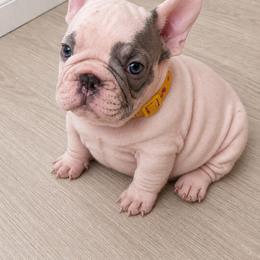 Mushu the velvet boy - Black and white male French Bulldog puppy in South Gate, California from Creations G Bulldogs