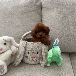 Puppy - Red  Poodle puppy in Bakersfield, California from Pups and Paws Toy Poodles