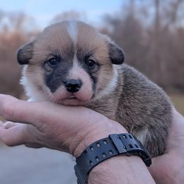 Holly - Red female Pembroke Welsh Corgi puppy in Columbus, Ohio from Rose Water Corgis in Ohio