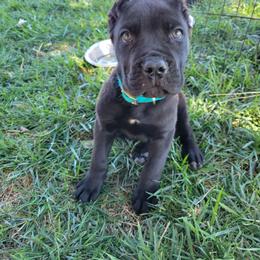 Cane Corso Puppies from JSM Corsos