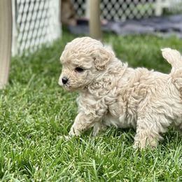 Australian Labradoodle Puppies from Tiny Treasures Australian Labradoodles
