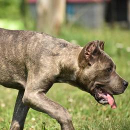 Cane Corso Puppies from Willow Creek Cane Corsos