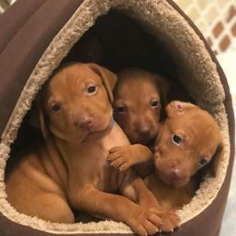 Vizsla Puppies from 5Starr Vizsla