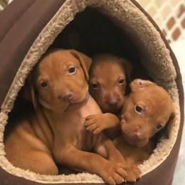 Vizsla Puppies from 5Starr Vizsla