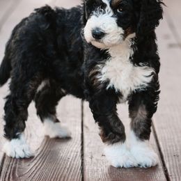 Bernedoodle Puppies from CBKB Bernedoodle’s