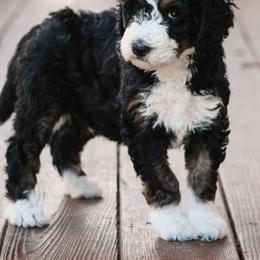 Bernedoodle Puppies from CBKB Bernedoodle’s