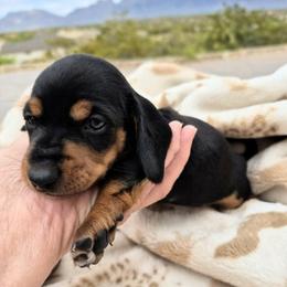 Dachshund Puppies from The Dachshund Den