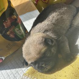 Yellow - Fawn female Pug puppy in Baylis, Illinois from Cameo's Pugs
