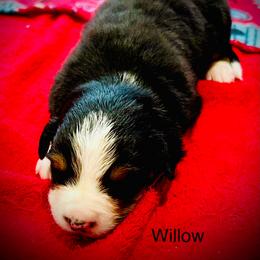 Willow OFA - Black rust and white female Bernese Mountain Dog puppy in Strasburg, Ohio from Lois Allison