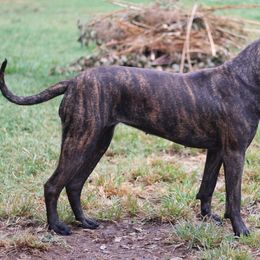 Rubicon - Perro de Presa Canario