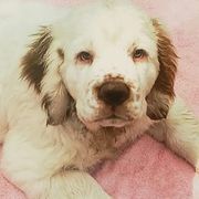 Clumber Spaniels from Linda Sidorovich