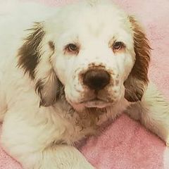 Clumber Spaniels from Linda Sidorovich