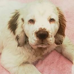 Clumber Spaniels from Linda Sidorovich