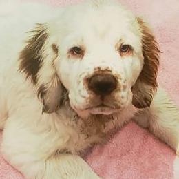 Clumber Spaniels from Linda Sidorovich