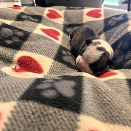 Brindle boy 1 - Black brindle and white male Boston Terrier puppy in Yakima, Washington from Barnett’s AKC Boston Terriers