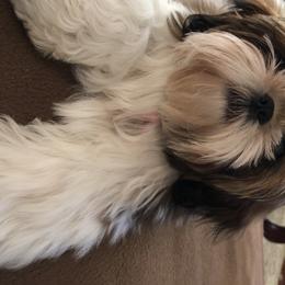 Shih Tzu Puppies from Sandi's Shih Tzu