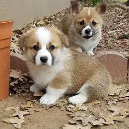 Labrador Retriever and Pembroke Welsh Corgi Puppies from White Star Corgis
