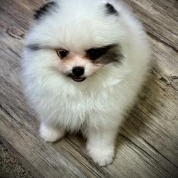 Little panda bear - Tri-colored male Pomeranian puppy in Bourbonnais, Illinois from T & D Poms