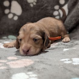 Orange Boy - Cream male Dachshund puppy in Cypress, California from Ferrario Dachshunds