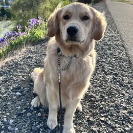 Golden Retrievers from Golden Acres Goldens