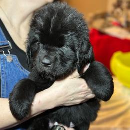 Girl 2 - AKC Registered Dark Pink - Black female Newfoundland puppy in Marshall, Missouri from Majestic Gentle Giants