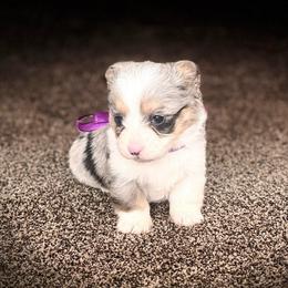 Girl 3 - Black and tan female Corgipoo puppy in Junction, Utah from Sugar Doodles