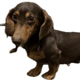 Mocha - Dachshund