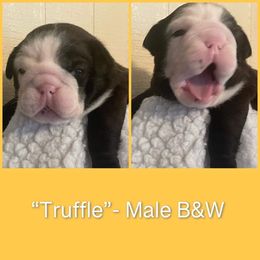 Bulldog Puppies from Sanford and Son Bulldogs