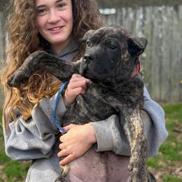 Orange (now red collar) - Black brindle male Cane Corso puppy in Opelousas, Louisiana from Azelees Cane Corso
