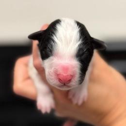 Bane - Black and white male Border Collie puppy in Kalispell, Montana from North Fork Border Collies