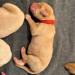 Ember - Yellow male Labrador Retriever puppy in Rock Hill, South Carolina from North Star Retrievers