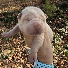 Star - Cream female Chinese Shar-Pei puppy in North Carolina from Amy Mahaffey's Chinese Shar-Pei