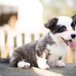 Cardigan Welsh Corgi and Pembroke Welsh Corgi Puppies from High Hopes Farm