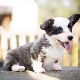 Cardigan Welsh Corgi and Pembroke Welsh Corgi Puppies from High Hopes Farm