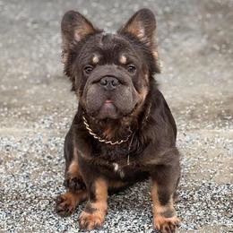 Yoshi - French Bulldog