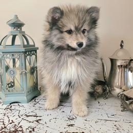 Mario - Wolf sable male Pomsky puppy in Sand Coulee, Montana from Big Sky Pomskies