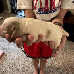 Sugar - Lemon and white female English Cocker Spaniel puppy in Bainbridge, Georgia from Chapman Bird Dogs
