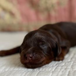 Junie B Jones - Chocolate female Cavapoo puppy in Beckley, West Virginia from By Design Doodles