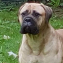 Bullmastiffs from Blue Moon Bullmastiffs
